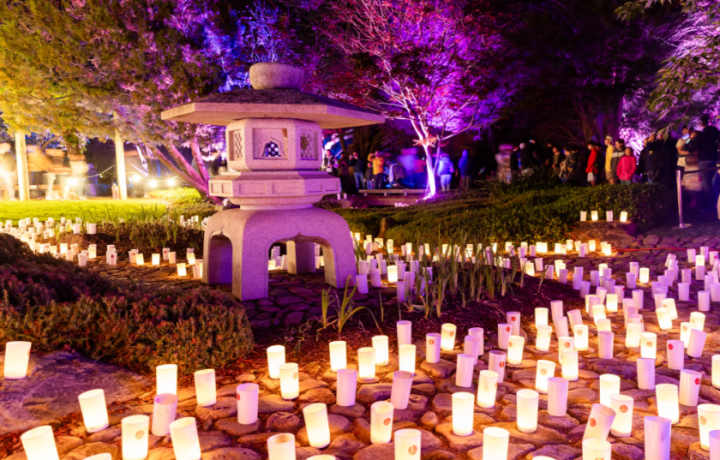 Surin Elephant Festival